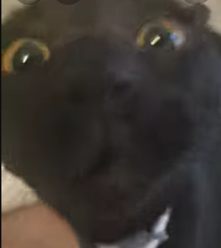 Screenshot 2025-12-28 10.47.36 PM