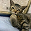 oliver3